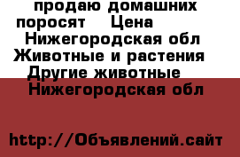 продаю домашних поросят  › Цена ­ 4 000 - Нижегородская обл. Животные и растения » Другие животные   . Нижегородская обл.